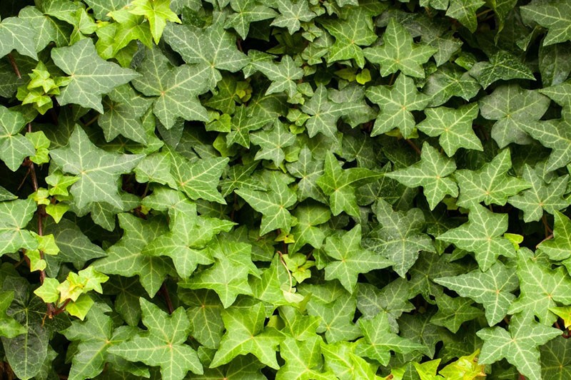 feuilles de lierre denses