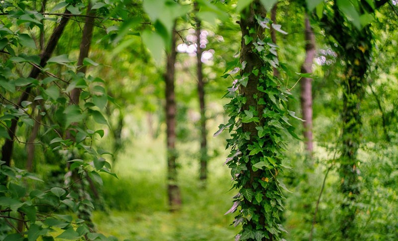 le lierre dans son milieu naturel