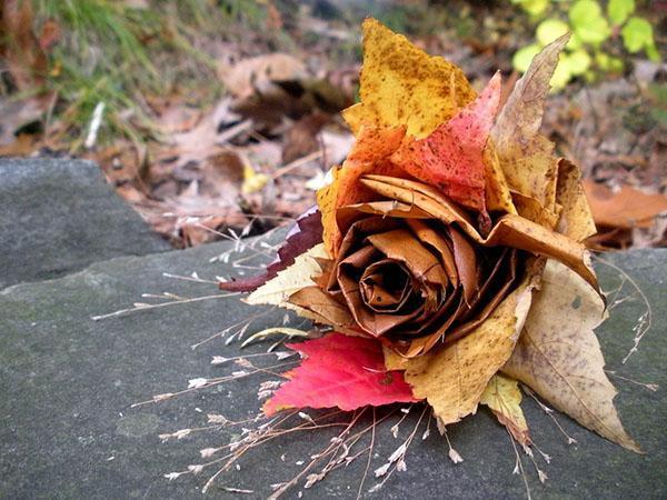 rose des feuilles