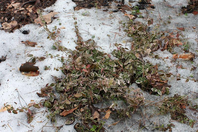 invernada de euonymus