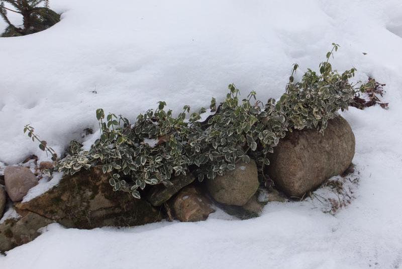 euonymus bajo la nieve