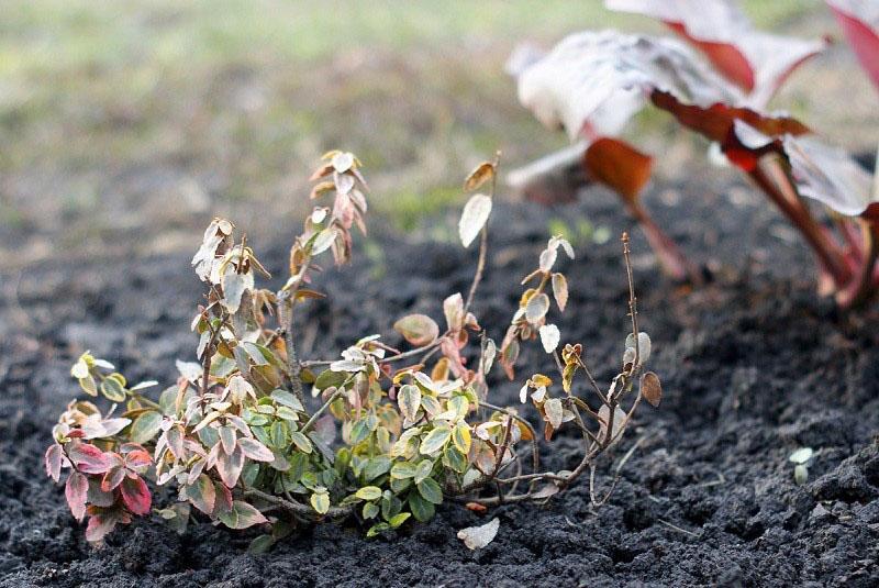 la plante a besoin d'aide