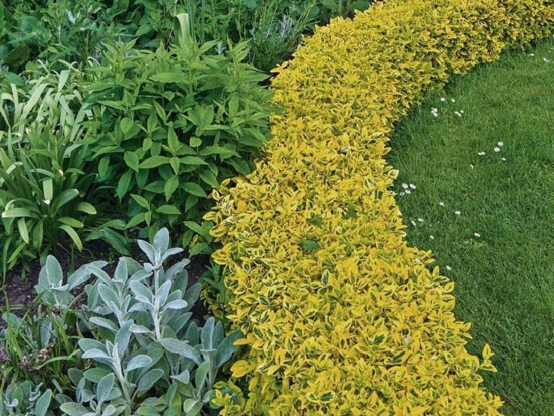 euonymus sur un parterre de fleurs