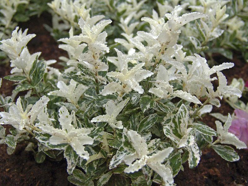 euonymus fortune arlequin