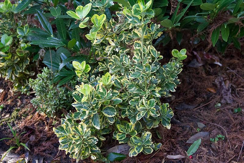 euonymus mulching