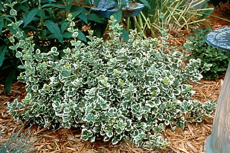 joven euonymus