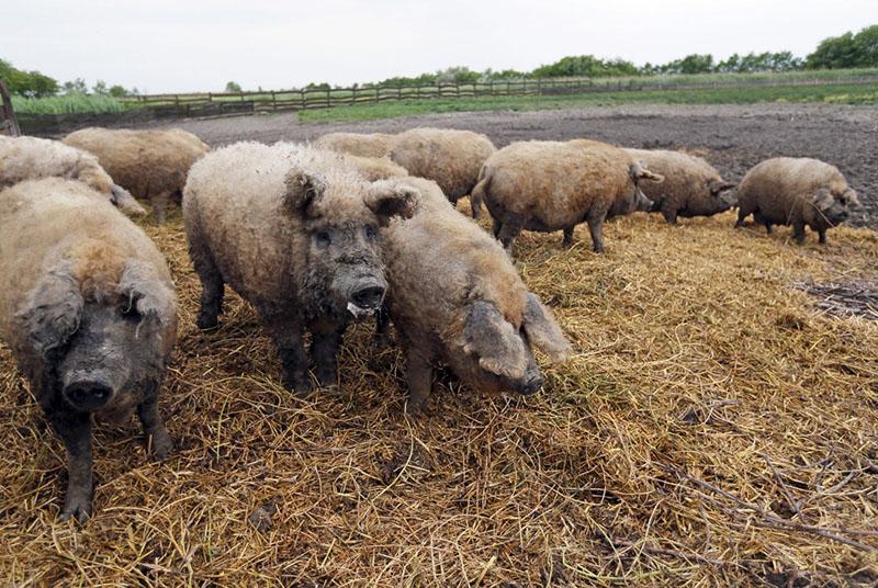 La mangalitsa vellosa húngara también está enferma