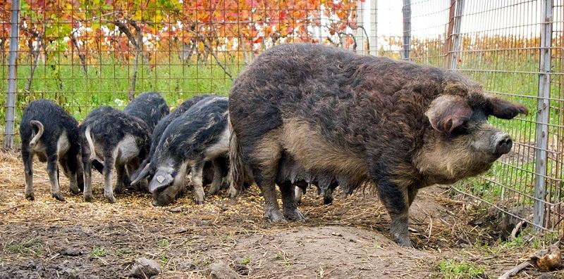 Alimentación de lechones de mangalica húngara