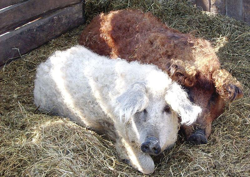 mangalitsa hongrois duveteux dans la cour