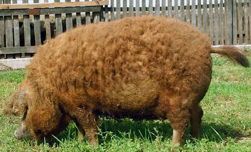 Mangalica suave húngara