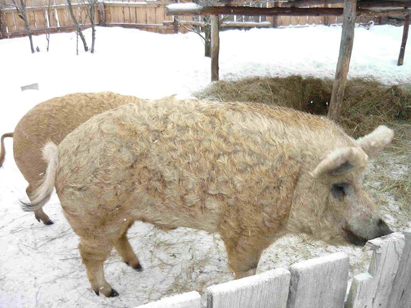 culture de la mangalica duveteuse hongroise