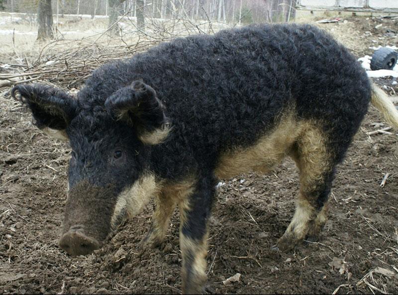 una especie de mangalica húngara