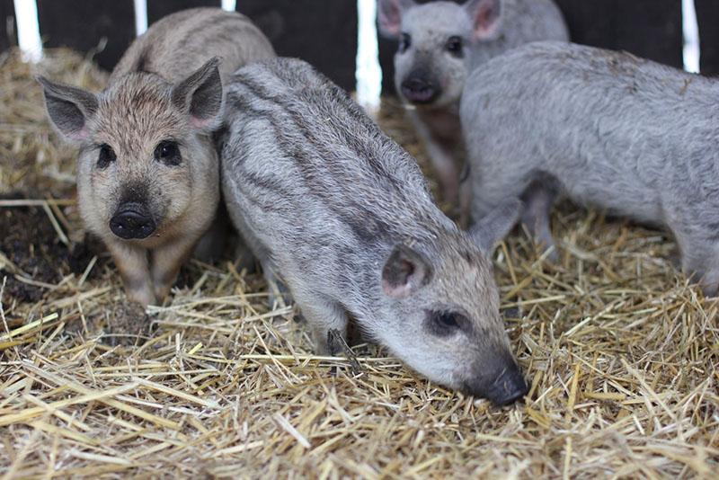 garder des petits cochons