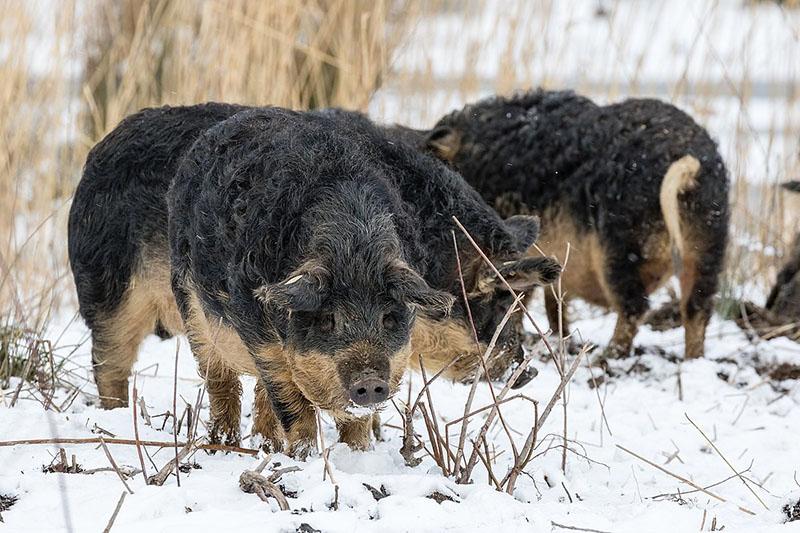 contenido gratuito del mangalica velloso húngaro