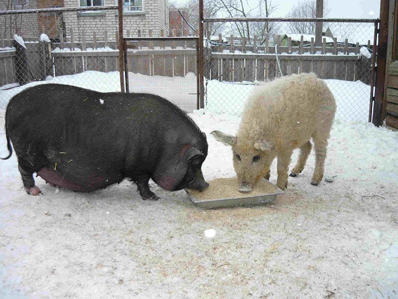 dieta de cerdo