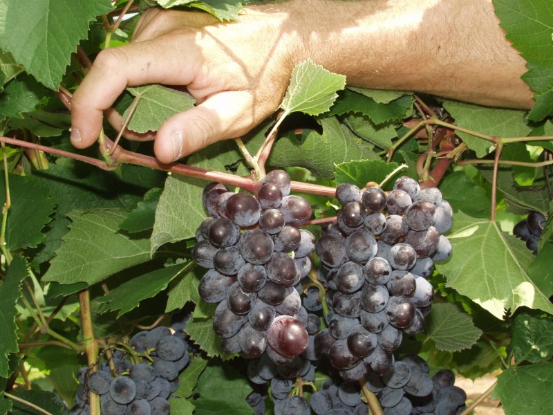 Pros y contras de las variedades de uvas Júpiter