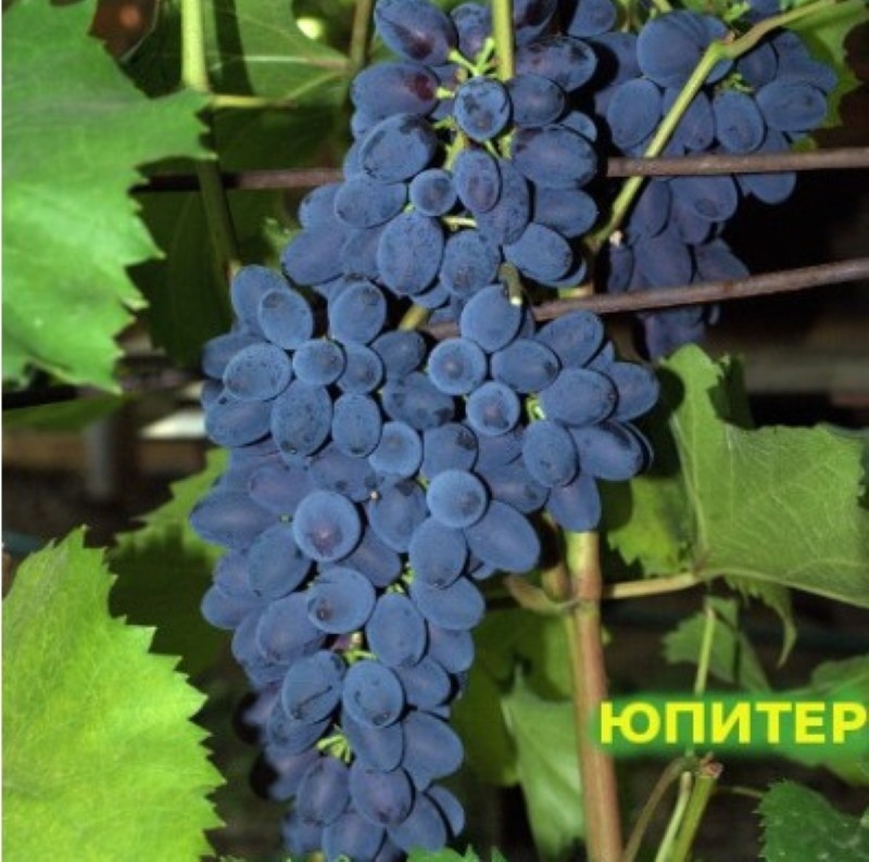 Variedad de uva Jupiter descripción reseñas de fotos