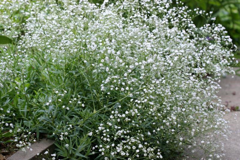 panicule gypsophile