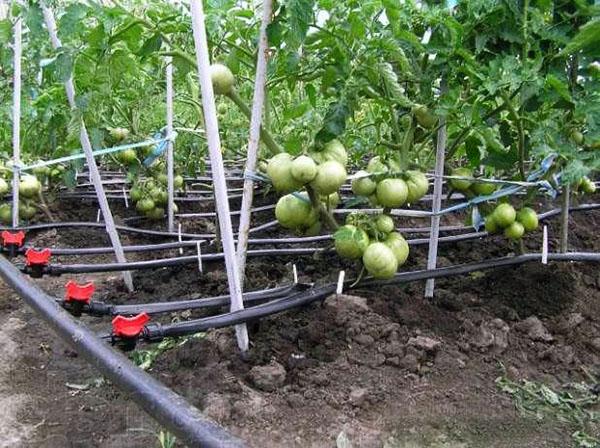 sistema de riego para regar tomate
