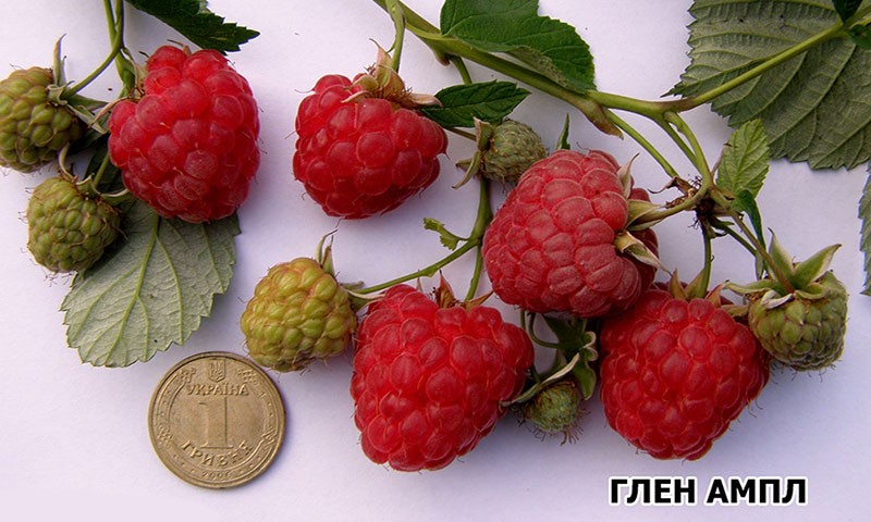 taille de framboise glen ampl