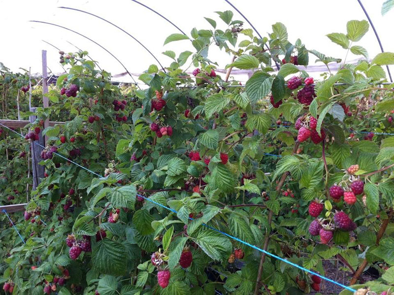 ampli framboise glen sur le treillis