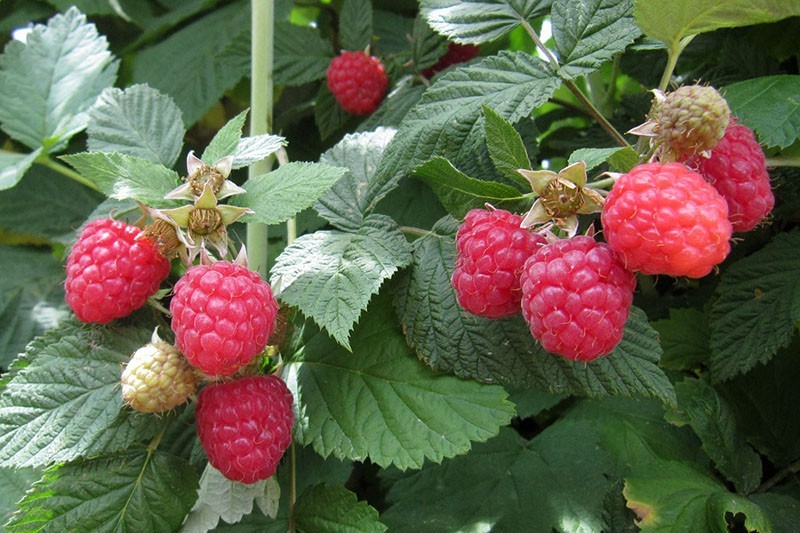ampli glen en forme de fruit de framboise