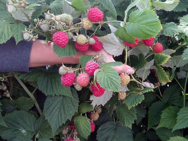 variedad de alto rendimiento