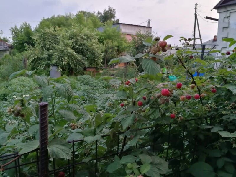 la variété a besoin d'une jarretière