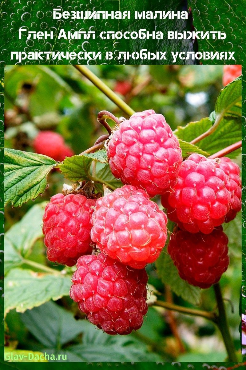 ampli glen framboise