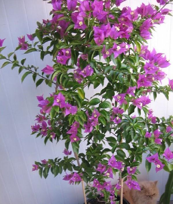 bougainvillier nu