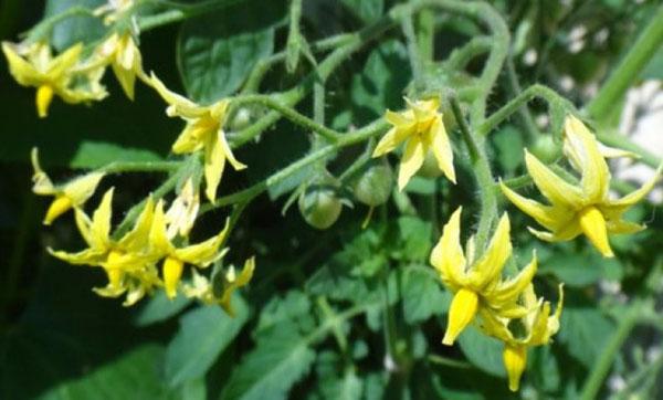 produit biologique Immunocytophyte pour légumes
