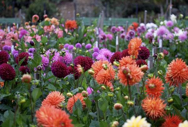 fleurs traitées