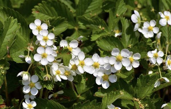 flores de fresa