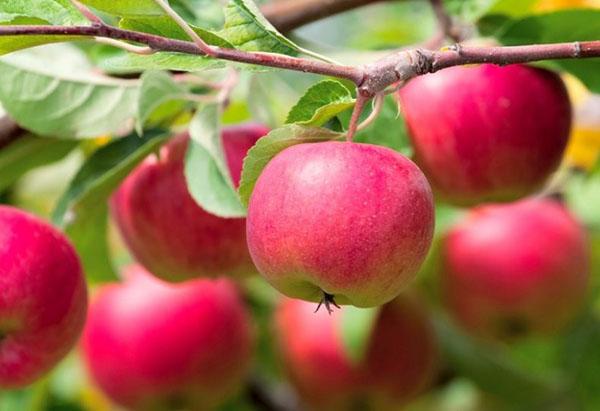 las manzanas maduran