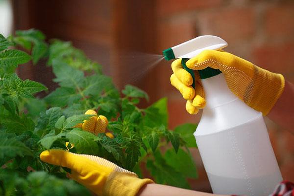 tratamiento de plantas con tricodermina