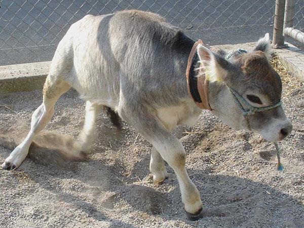 prevención de enfermedades en animales