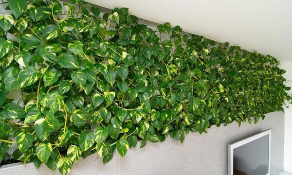 Plantas de interior de crecimiento rápido
