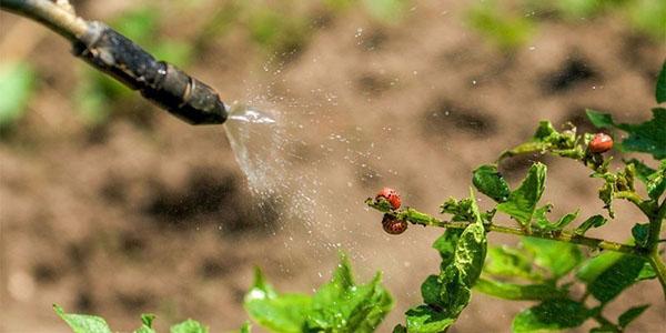 procesamiento de verduras