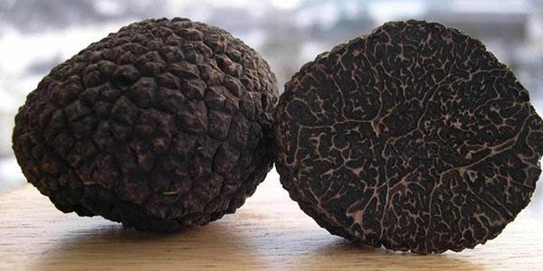 cultivo de trufas