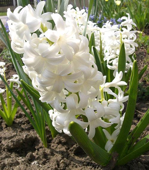 Jacinto blanco en el jardín