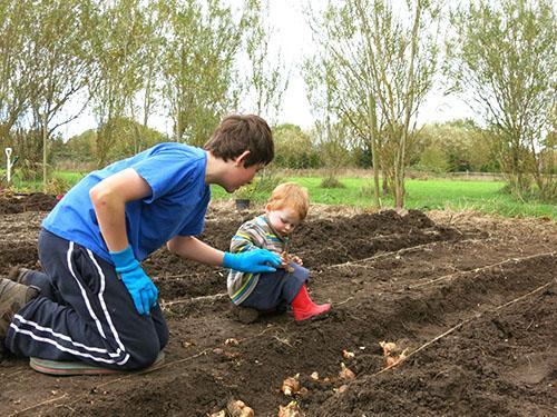 Planter des jacinthes en pleine terre