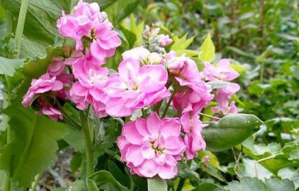 Variedad Victoria