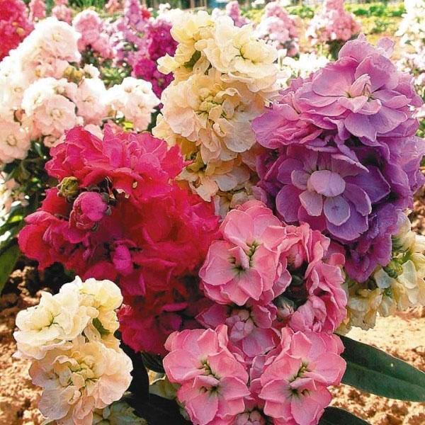 Levkoy de flores grandes