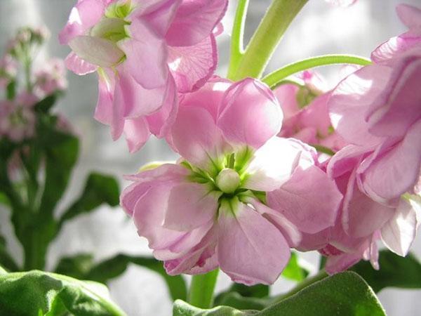 flor fragante