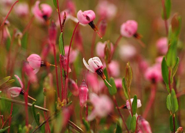 canneberge en fleurs