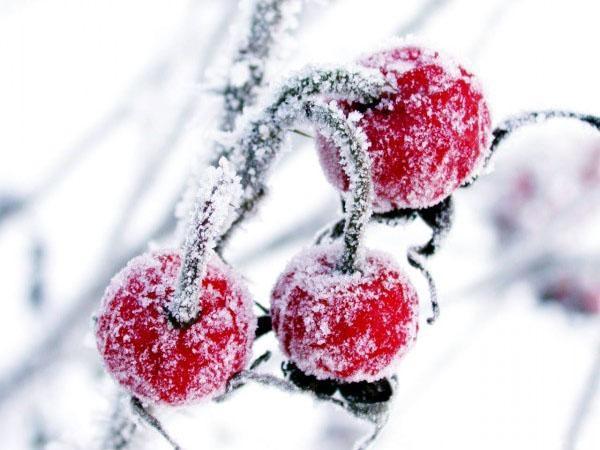 arándanos en la nieve