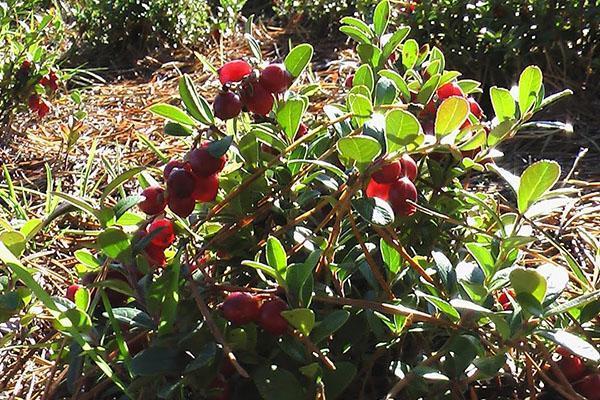 faire pousser des canneberges dans le jardin