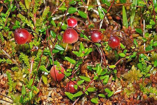 arándanos de frutos pequeños