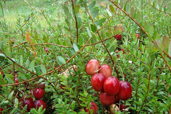 canneberge à gros fruits