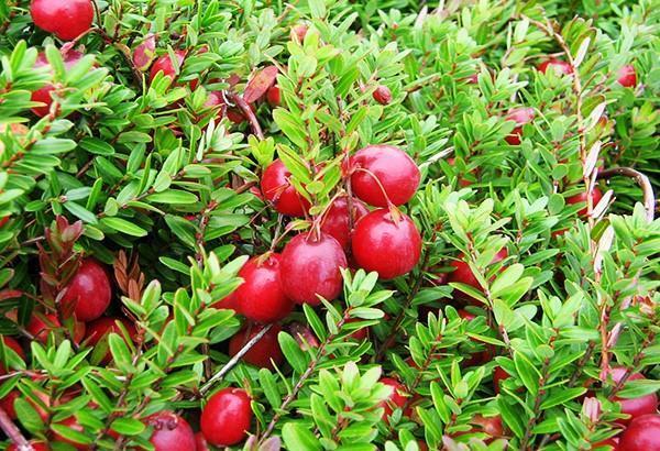 regalo de la naturaleza arándano